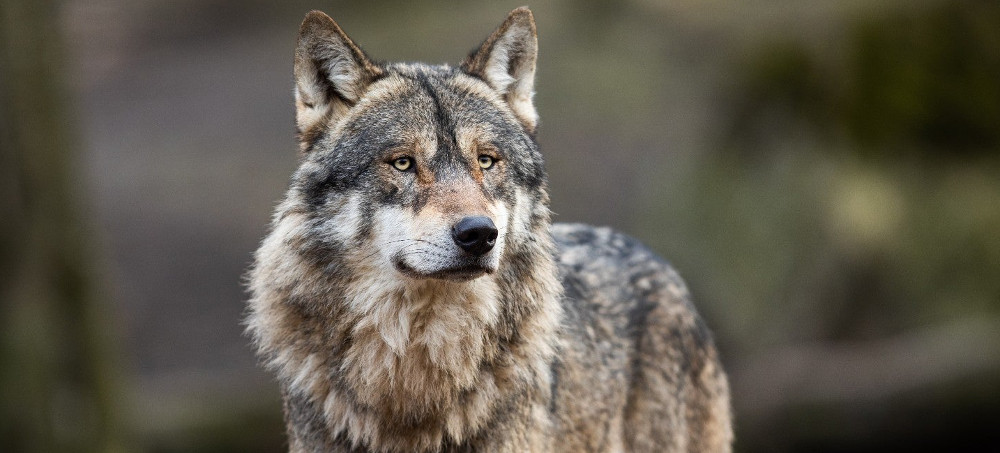 6 Tribes Sue Wisconsin to Try to Stop November Wolf Hunt
