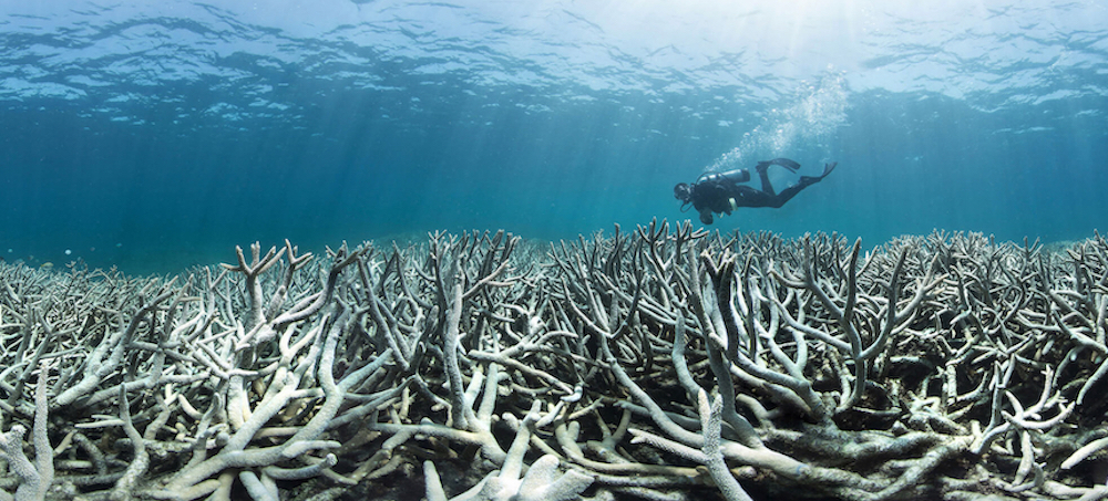 With Coral Cover Halved, Curbing Climate Change Is Only Way to Slow the Loss