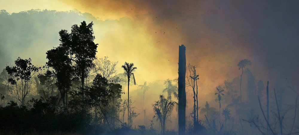 In the Amazon, the World's Largest Reservoir of Biodiversity, Two-Thirds of Species Have Lost Habitat to Fire and Deforestation