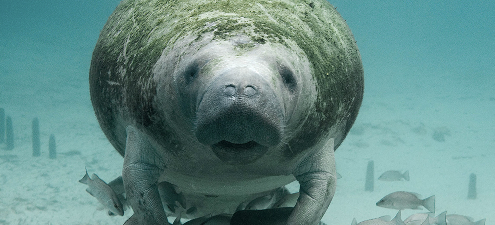 Manatee Deaths in Florida Point to a Global Decline in Seagrass Ecosystems