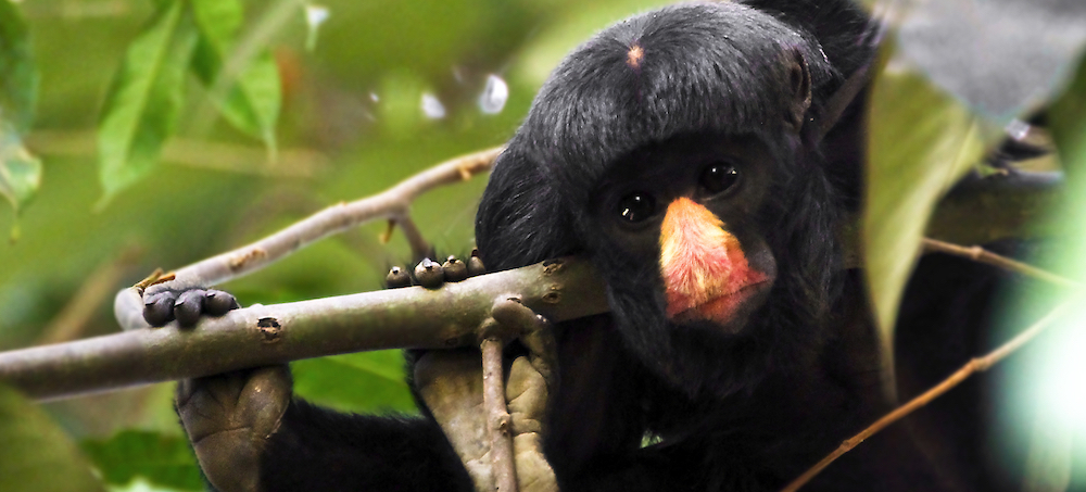 Deforestation Sweeps National Park in Brazil as Land Speculators Advance