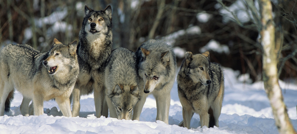 US Tribes Demand Emergency Protection for Wolves