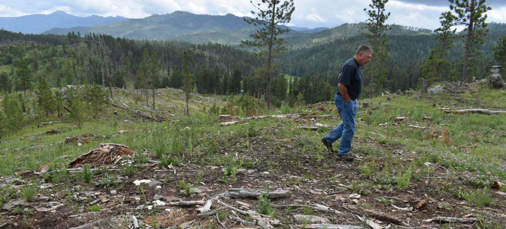 Climate Change, Logging Collide - and a Forest Shrinks