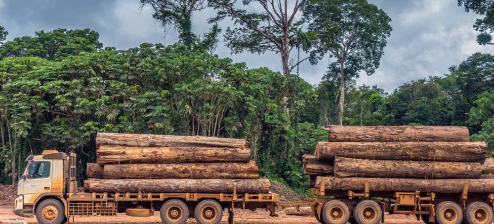 Illegal Logging Reaches Amazon's Untouched Core, 'Terrifying' Research Shows