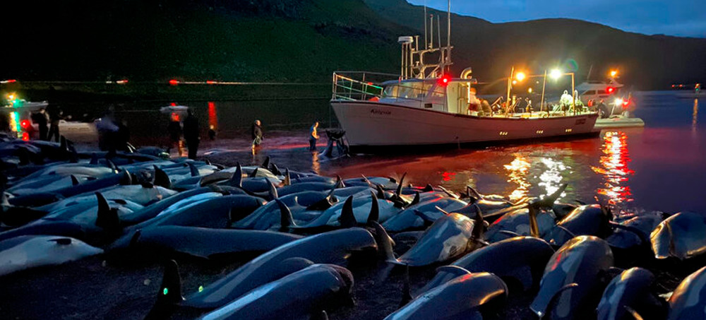 1,428 Dolphins Were Slaughtered as Part of a Tradition. Activists Say It's Cruel.