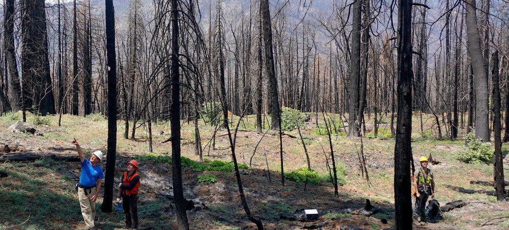 A Single Fire Killed Thousands of Sequoias. Scientists Are Racing to Save the Rest