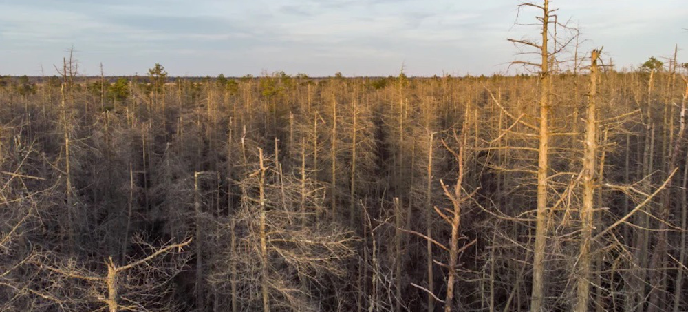 Ghost Forests Creep Up US East Coast