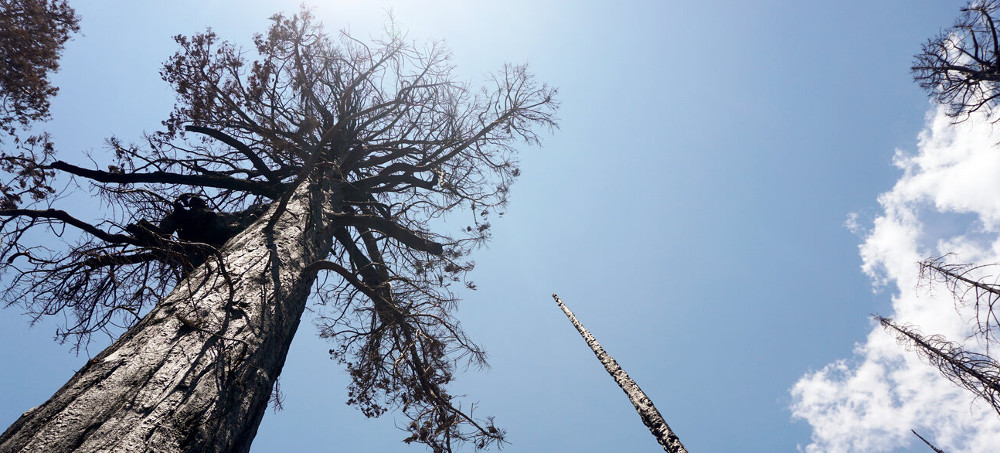 A Single Fire Killed Thousands of Sequoias. Scientists Are Racing to Save the Rest