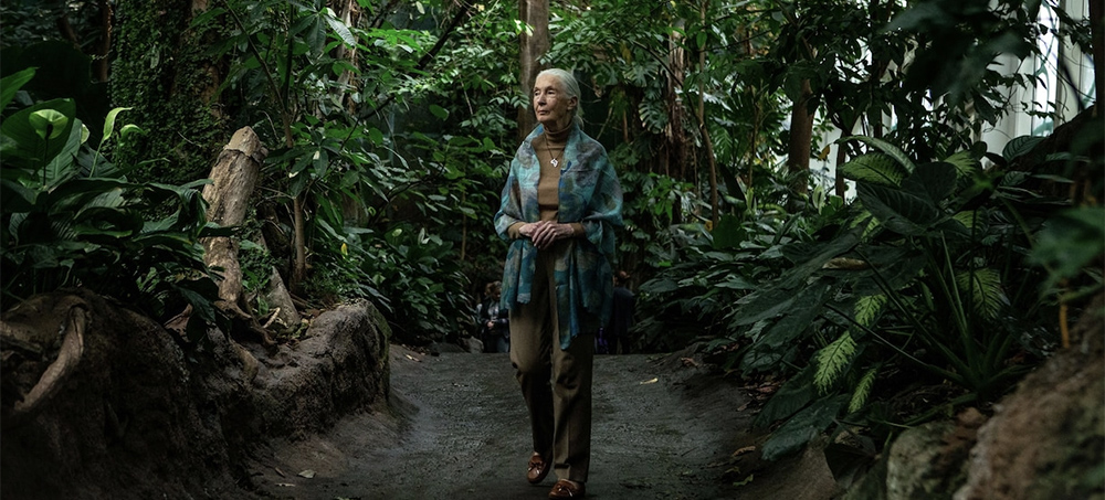 Jane Goodall Joins Campaign to Plant a Trillion Trees by 2030