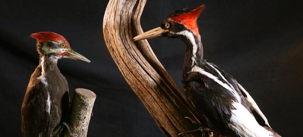 US Declares 23 Bird, Fish and Other Species Extinct