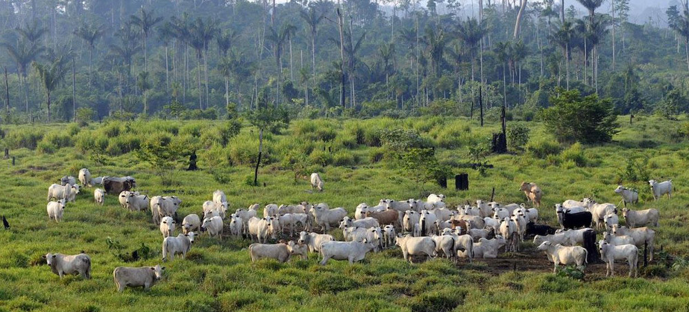 New Permits for Brazilian Beef Exports to US Could Lead to Increased Amazon Deforestation