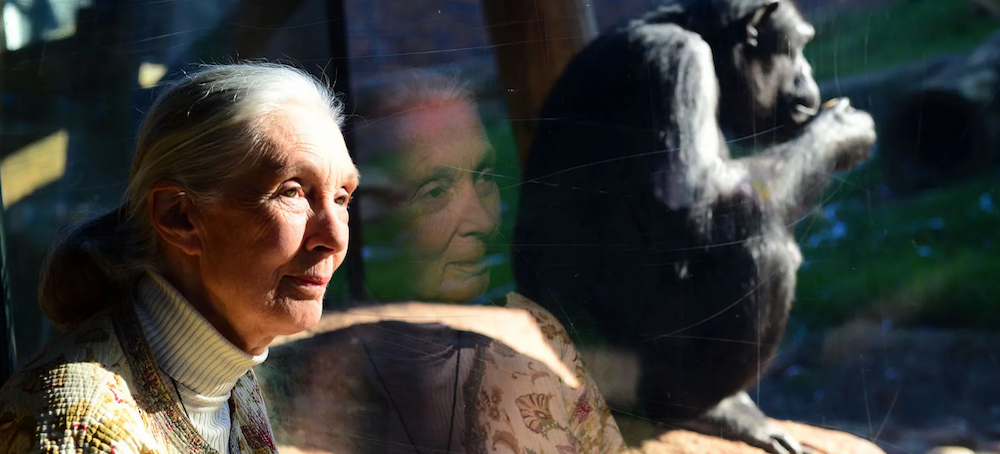 Jane Goodall's Survival Guide