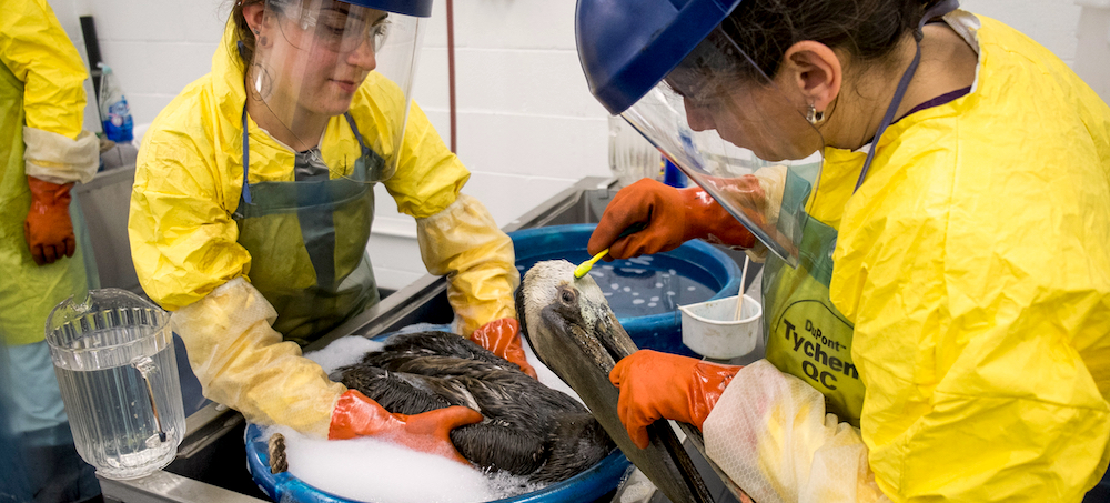 This Is What the Fight Looks Like to Save the Wildlife Impacted by the California Oil Spill