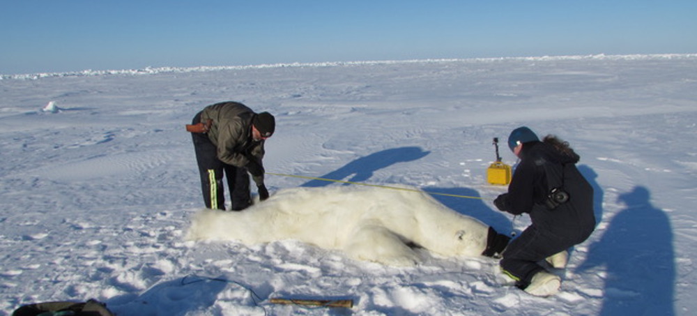 Polar Bears Are Suffering From the Arctic's Loss of Sea Ice. So Is Scientists' Ability to Study Them