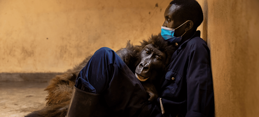 A Mountain Gorilla Who Once Went Viral for Cheeky Selfie Dies in the Arms of Caretaker