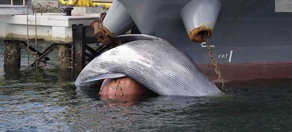 Harrowing Photos Show a 39-Foot Dead Whale Wedged on the Bow of a Tanker