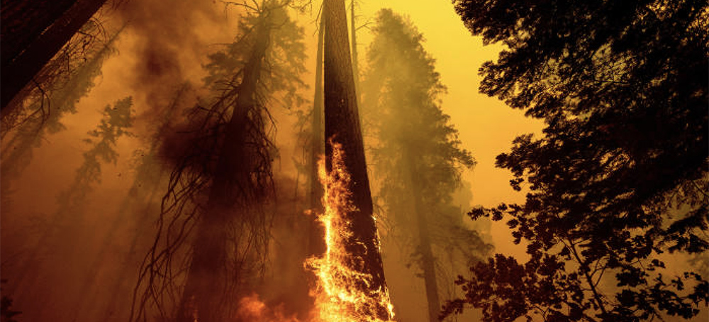 California Fires May Have Killed Hundreds of Giant Sequoias