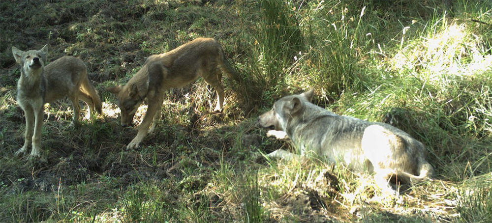 Outcry After Federal Agents Kill Eight Wolf Cubs Adopted by Idaho School