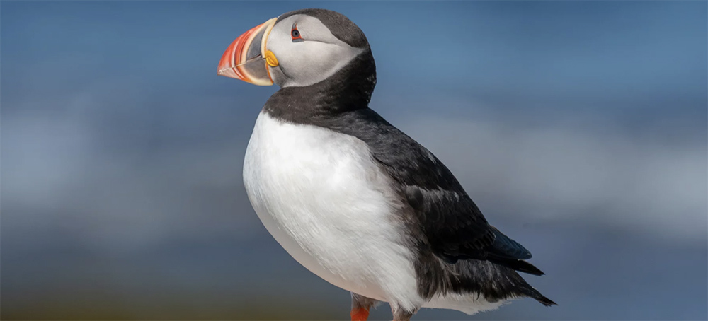 Climate Change Is Causing Problems for Puffins