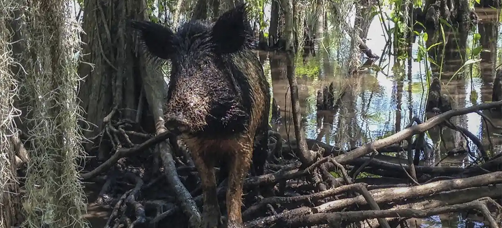 Feral Hogs Spotted in Canada National Park for First Time