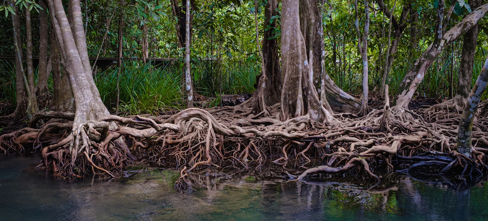 The Mighty Mangrove