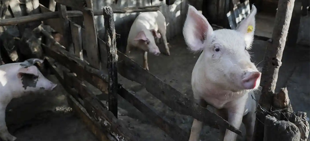 The US Has a Silent Pig Pandemic on Its Doorstep Once Again