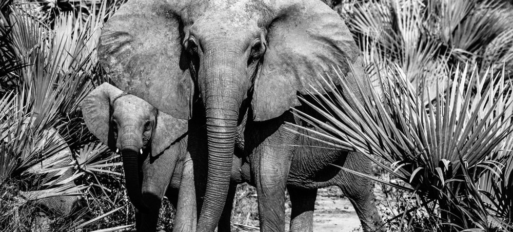 African Elephants Evolved Tusklessness Amazingly Fast