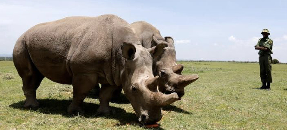 One of World's Last Two Northern White Rhinos Dropped From Race to Save