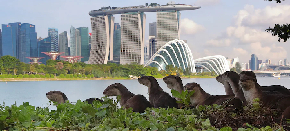 After Pollution and Deforestation Drove Them Away, Otters Return to Singapore in Full Force