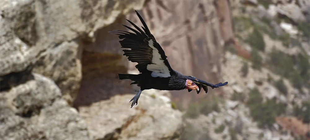 New Discovery: Critically Endangered California Condors Are Capable of Virgin Births 