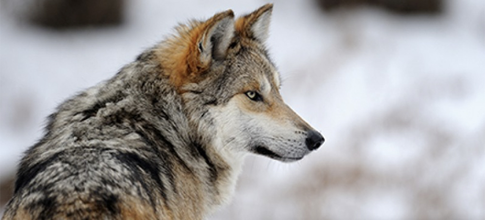 Indigenous Activists Push Interior Secretary for Emergency Protections for Gray Wolves