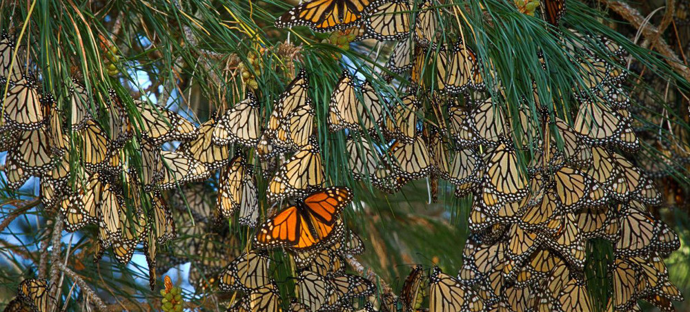 Unofficial Count Shows Hope for Western Monarch Butterflies