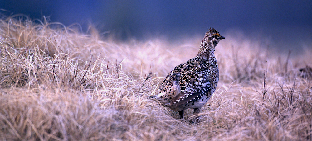 America's Native Grasslands Are Disappearing