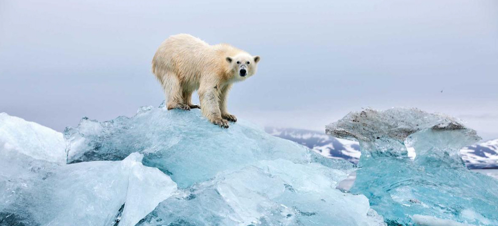 How Climate Change Threatens Arctic Sea Ice and Polar Bears