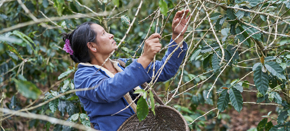 In Peru's Amazon, Deforestation and Crime Sweep Through Indigenous Communities