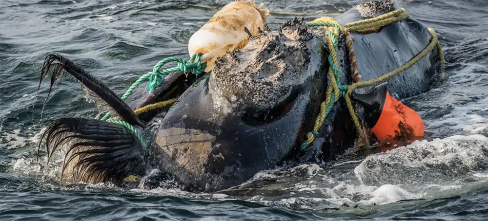 Maine's Lobster Fishers Caught Up in Fierce Fight With Conservationists Over Entangled Whales