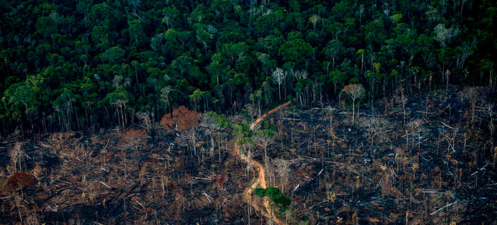 Amazon Deforestation in Brazil Hits Its Worst Level in 15 Years