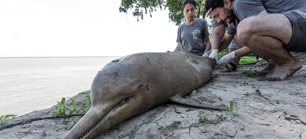 Sea Shepherd Finds Endangered Amazonian Dolphins Dead and Possibly Harpooned