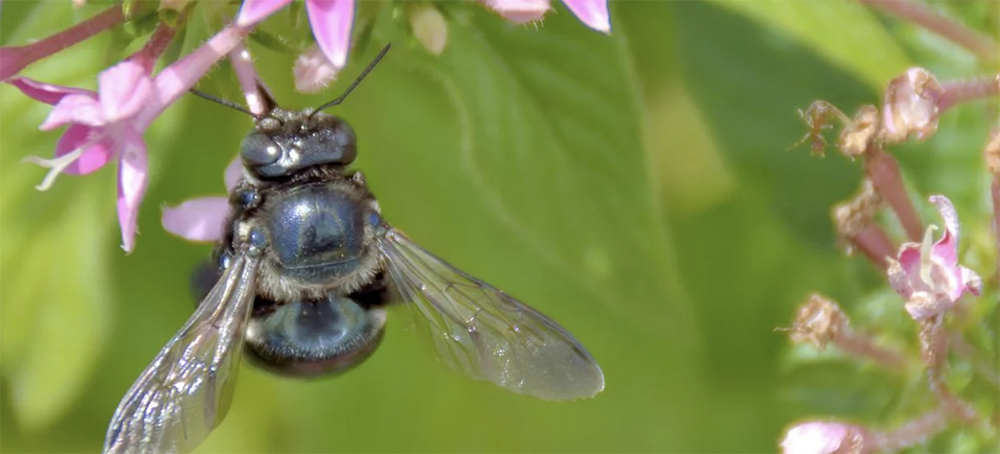 Study: Deadly Pesticide Still Legal in US Can Harm Bee Populations for Generations