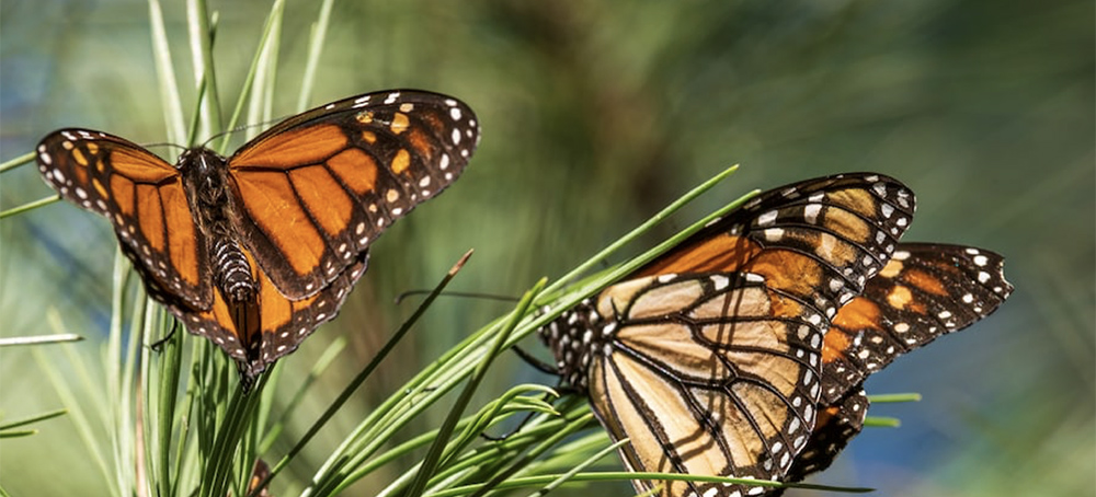 After Record Low, Monarch Butterflies Return to California