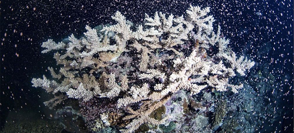 Australia's Barrier Reef Erupts in Color as Corals Spawn