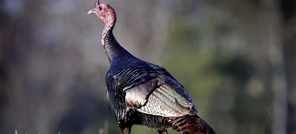 How Wild Turkeys' Rough and Rowdy Ways Are Creating Havoc in US Cities