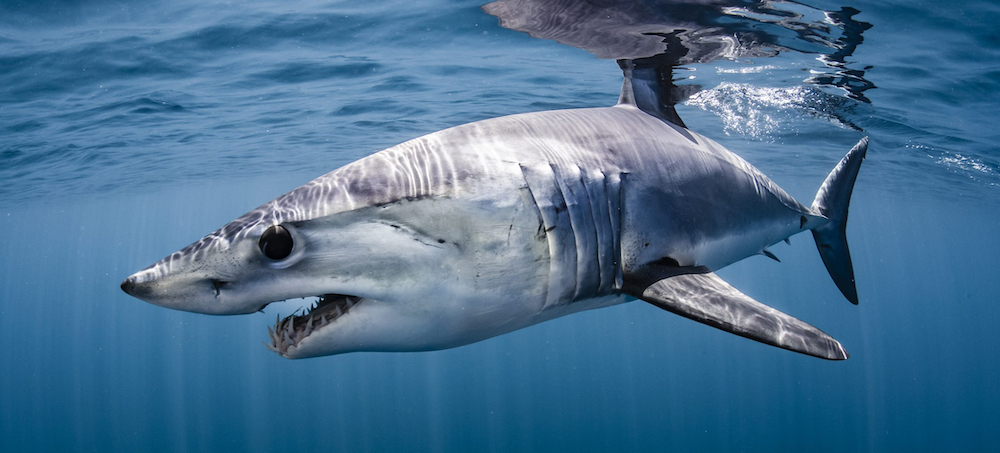 Advocates Welcome Halt to Shortfin Mako Shark Fishing, Call for Longer Ban