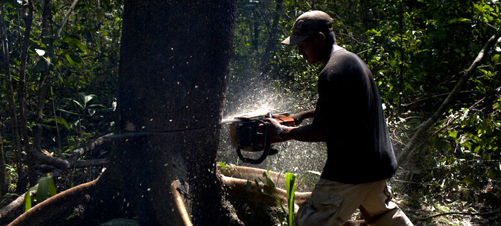 Forests for Sale: How Land Traffickers Profit by Slicing Up Bolivia's Protected Areas