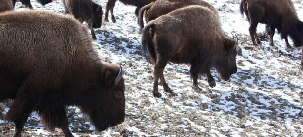 900 Yellowstone Buffalo Will Be Shot to Protect Cattle