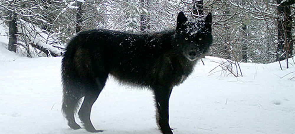 Entire Wolf Pack Found Poisoned to Death in Oregon. Police Have 'Exhausted' All Leads