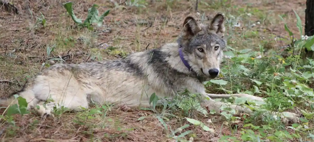 A Gray Wolf's Epic Journey Ends in Death on a California Highway