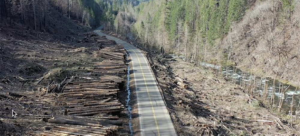 Federal Judge Halts Post-Fire 'Salvage Logging' in Willamette National Forest