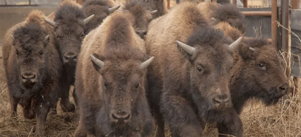 BLM v. Montana on Buffalo Grazing Rights