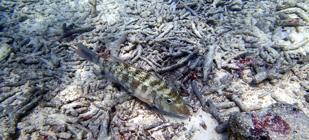 Coral Reefs in Western Indian Ocean 'at High Risk of Collapse in Next 50 Years'